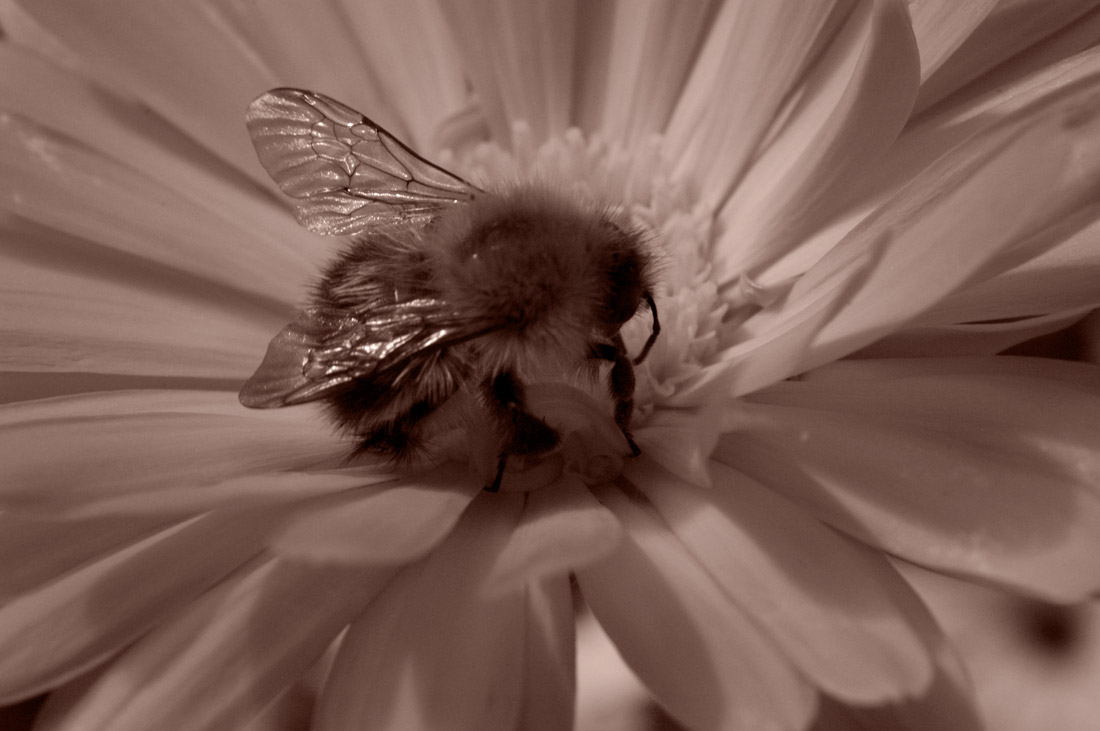 Close-up of a bee on a flower
